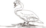 The White Swan Wighill - Logo